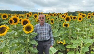 Bonn-Lengsdorf: Feld mit Sonnenblumen zum Selbstschneiden