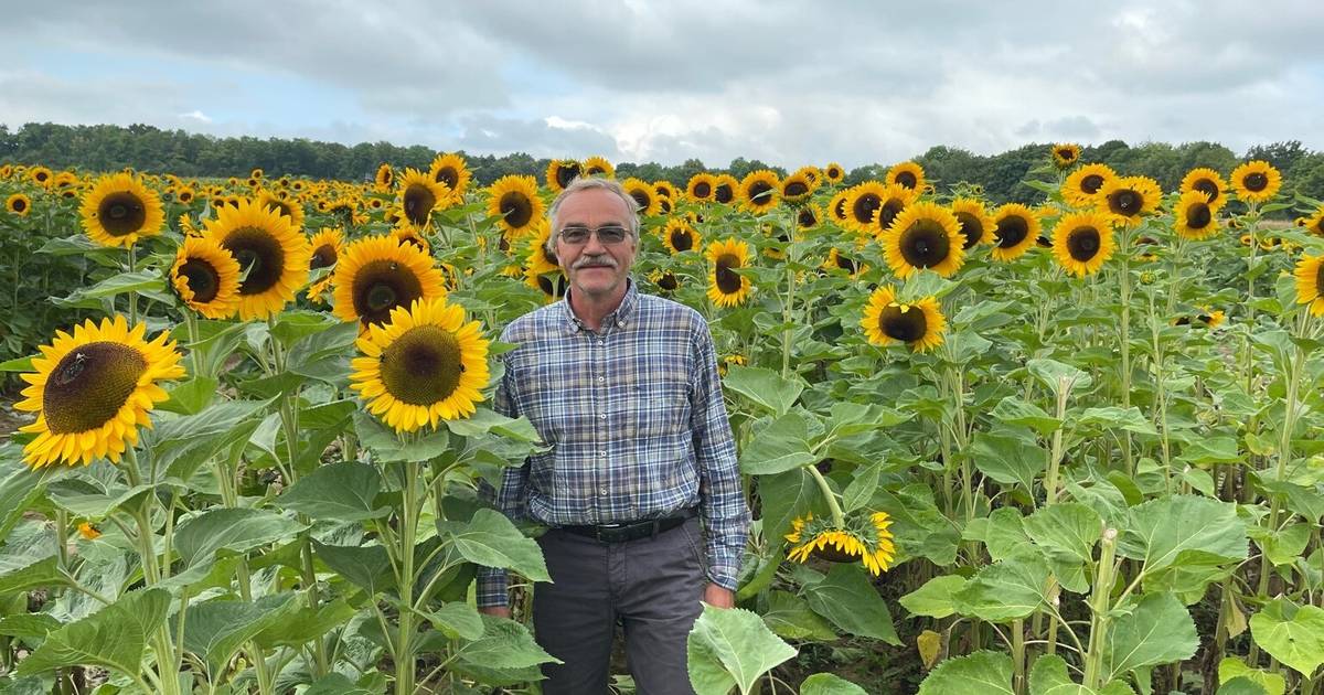 Bonn-Lengsdorf: Feld mit Sonnenblumen zum Selbstschneiden