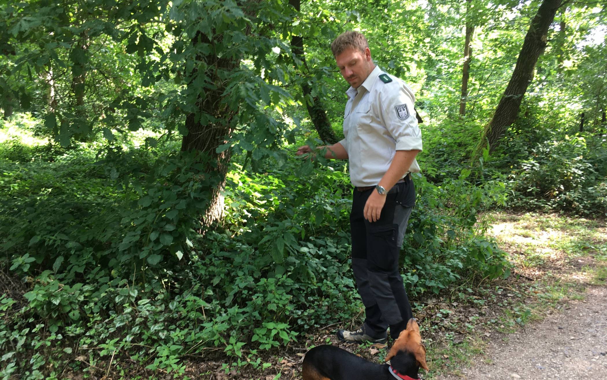  Revierleiter Timo Ertelt vom Bundesforstbetrieb Rhein-Weser lässt den Hardtbergwald nicht aus den Augen: „Ich mache das für die nächste Generation.“ 