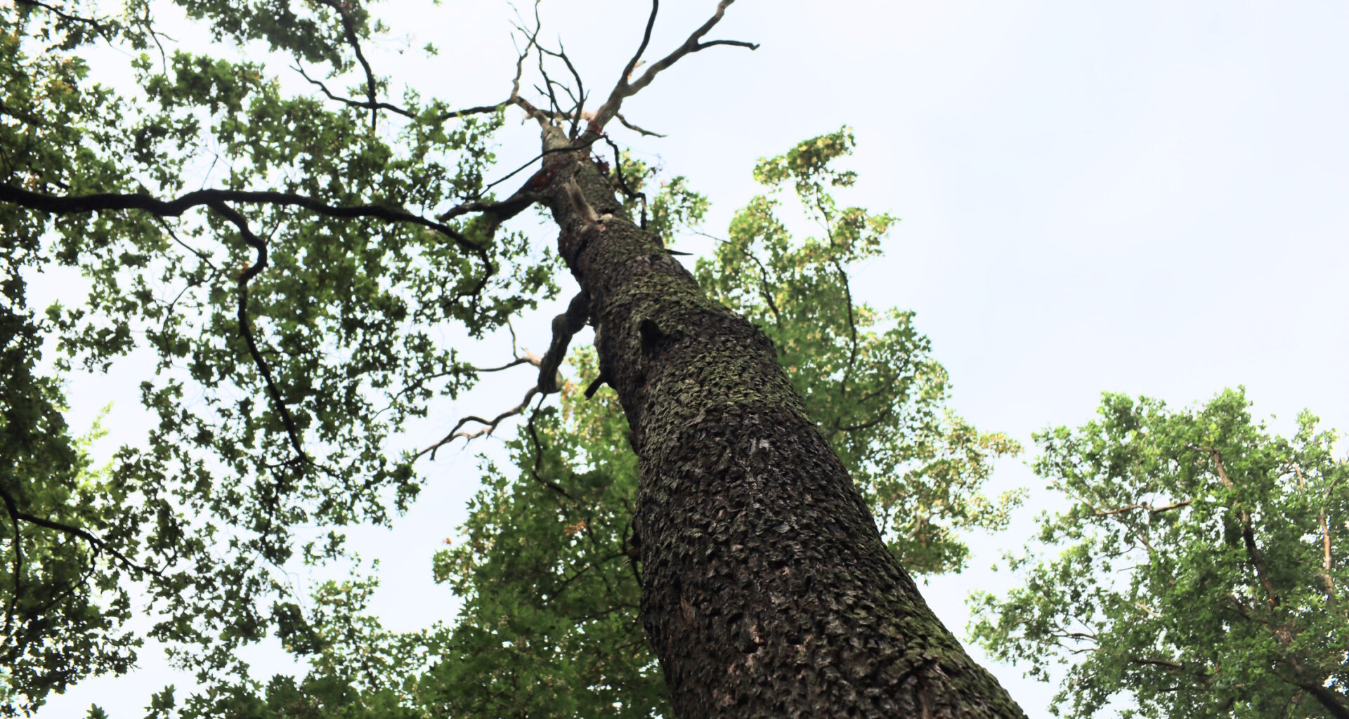 Warum immer weniger Holz aus dem Wald geholt wird · Leipziger Zeitung