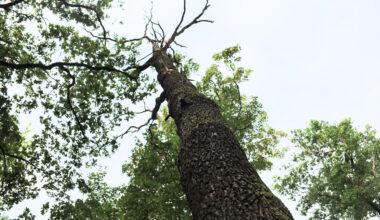 Warum immer weniger Holz aus dem Wald geholt wird · Leipziger Zeitung