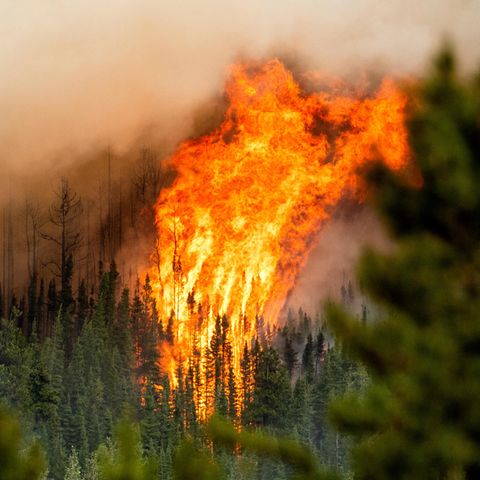 Waldbrände Klimawandel