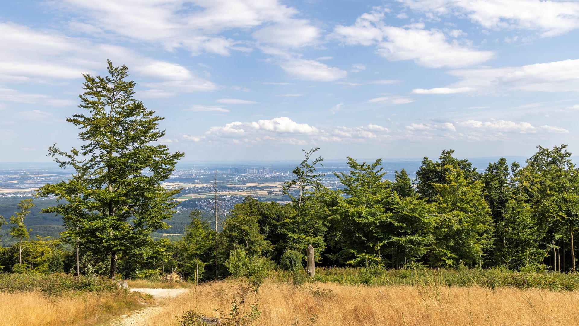 Waldstück vor Frankfurt am Main (Symbolfoto): Im vergangenen Herbst soll in einem Wald bei Frankfurt eine Minderjährige vergewaltigt worden sein.