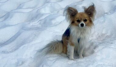 Mann stürzt acht Meter tief in Gletscherspalte, sein Chihuahua rettet ihm wohl das Leben