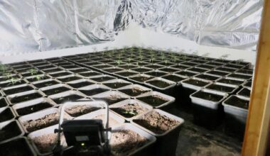 Nordrhein-Westfalen: Cannabis-Plantage in Wuppertal zufällig entdeckt