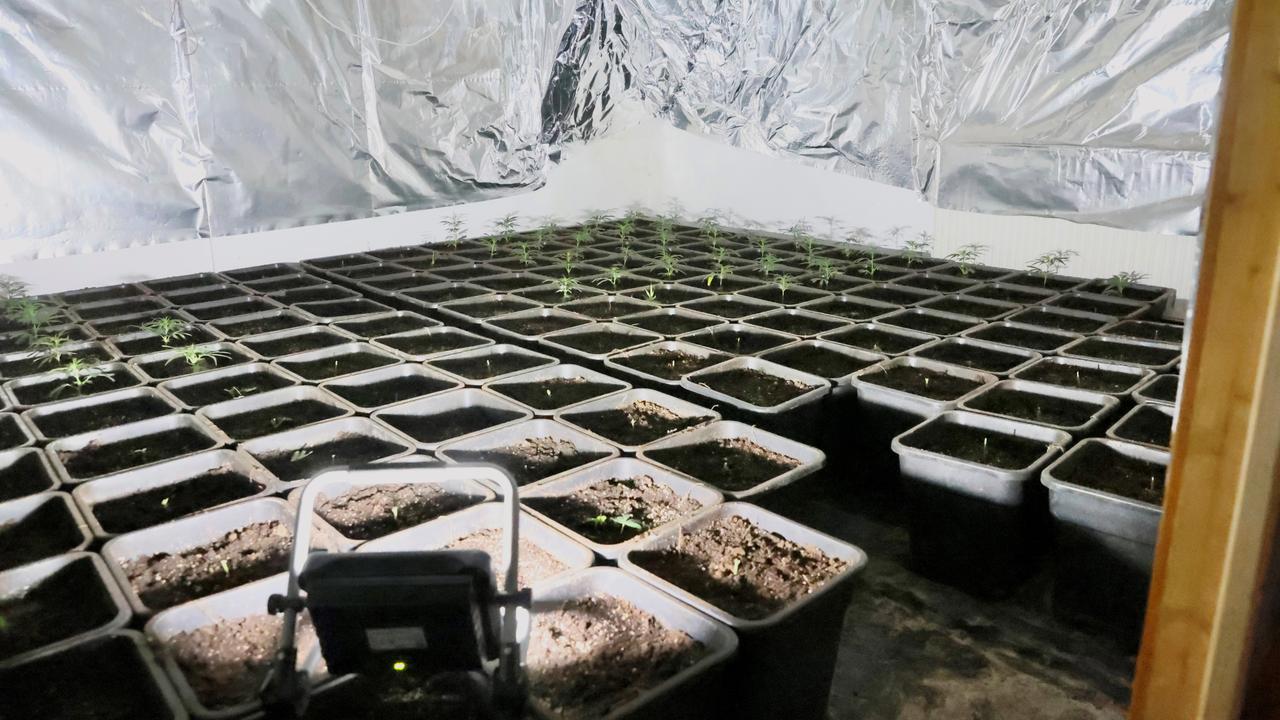 Nordrhein-Westfalen: Cannabis-Plantage in Wuppertal zufällig entdeckt