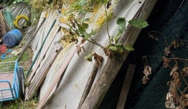 Ärger im Gartenparadies - Antenne Münster