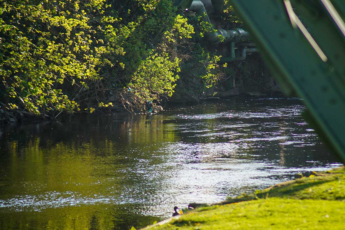 Heimat für rund 30 Fischarten: Die Renaturierung der Wupper - blickfeld