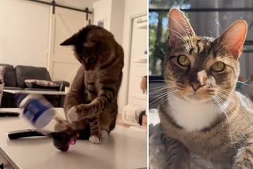 Frau hält Katzen für pflegeleicht: Lektionen, die ihr Samtpfote erteilt, lassen Lachtränen fließen