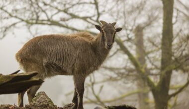 Besucher blicken ins Gehege – Zoo Dortmund verrät es erst nach Wochen