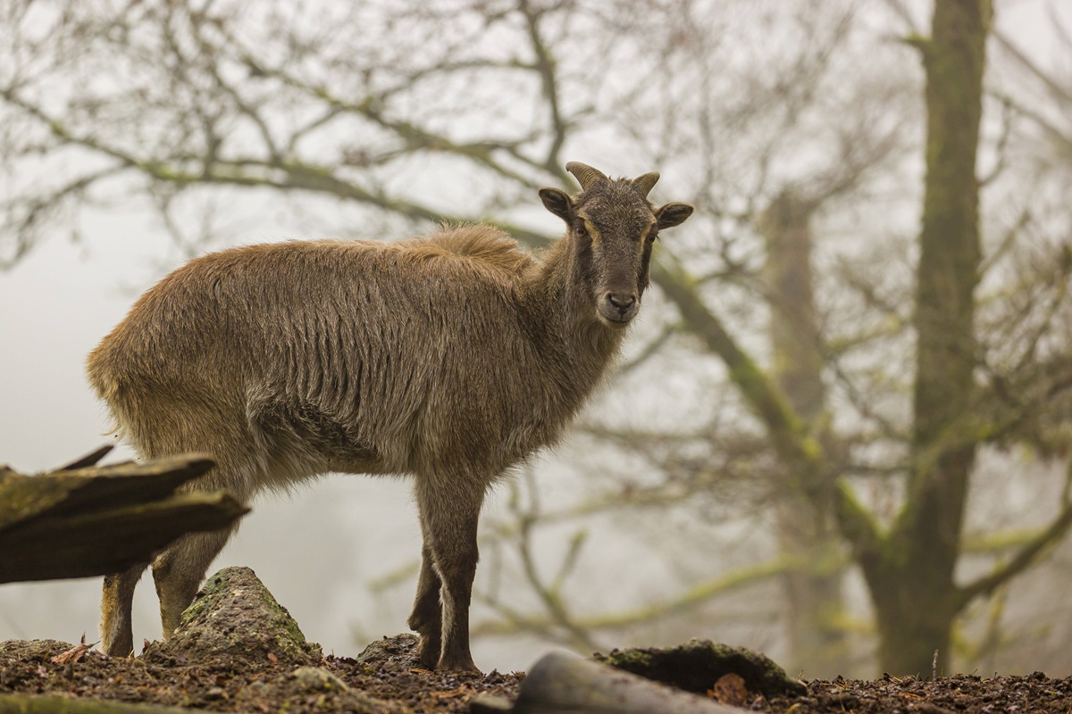 Besucher blicken ins Gehege – Zoo Dortmund verrät es erst nach Wochen