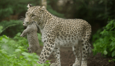 Seltener Leoparden-Nachwuchs erstmals zu sehen