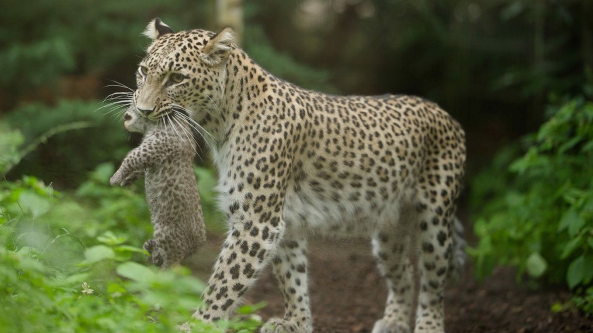 Seltener Leoparden-Nachwuchs erstmals zu sehen