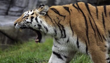 Tiger-Nachwuchs von Mutter gefressen! NRW-Zoo sorgt für heftige Gewissheit