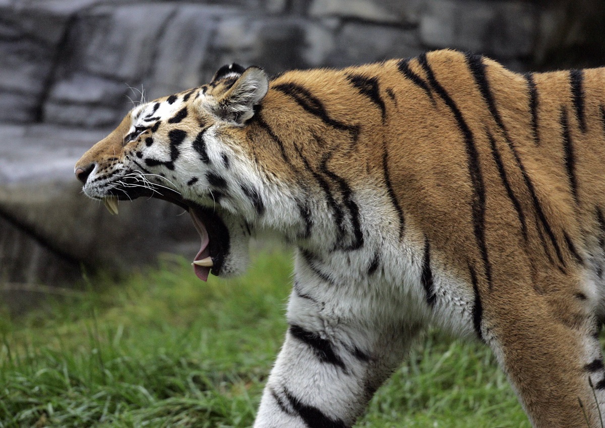 Tiger-Nachwuchs von Mutter gefressen! NRW-Zoo sorgt für heftige Gewissheit