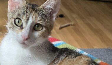 Zweijährige Katze Hermine sucht ein Zuhause