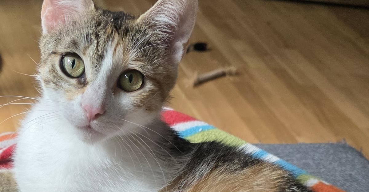 Zweijährige Katze Hermine sucht ein Zuhause