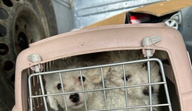 HZA-A: Augsburger Zöllner entdecken Hundewelpen