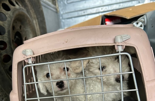 HZA-A: Augsburger Zöllner entdecken Hundewelpen