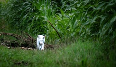 „Eine echte Seltenheit“: Naturfotograf gelingt spektakuläres Tierfoto