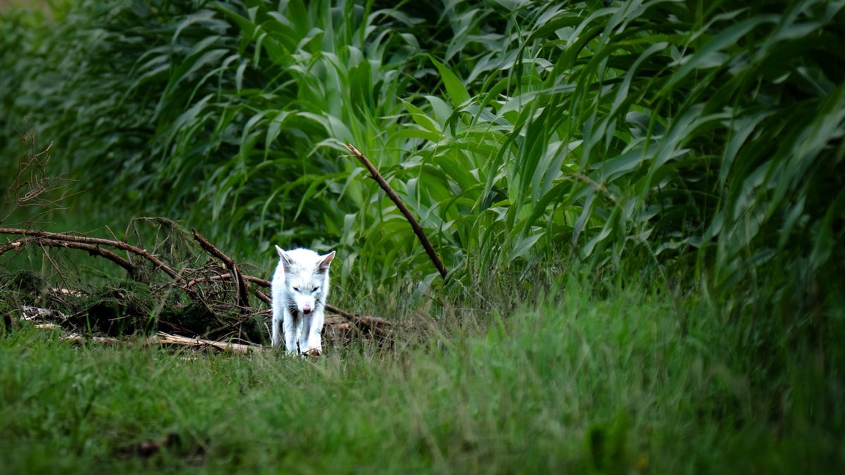 „Eine echte Seltenheit“: Naturfotograf gelingt spektakuläres Tierfoto