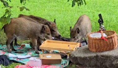 Berlin-Spandau: Drei Wildschweine plündern Picknick im Park | Regional