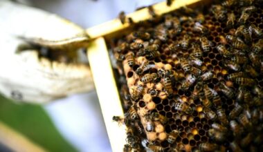 Bienen