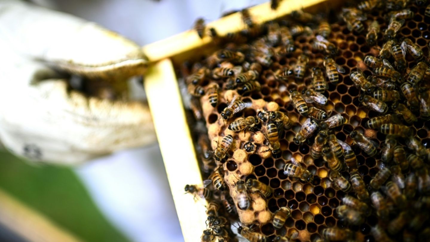 Bienen