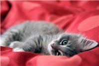 08.08.: Weltkatzentag - Zeigt uns eure Stubentiger! 
