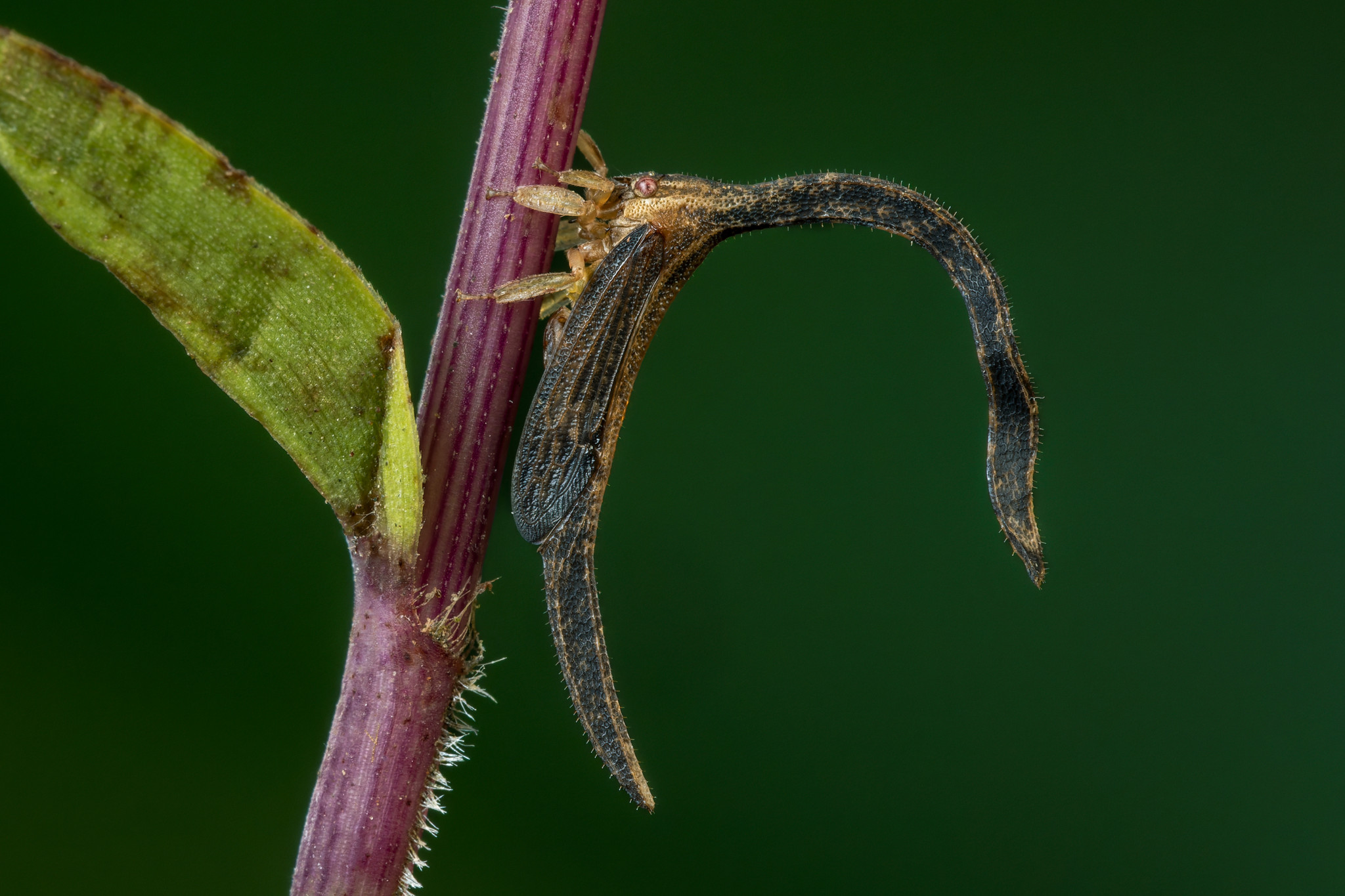 Kurzhornschrecke mit langem, gebogenem Rücken sitzend auf einem grün-violetten Pflanzenstängel.