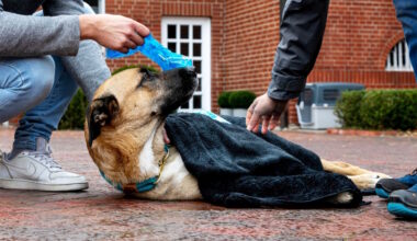 Mannheim – Erste Hilfe für Hund und Halter Kurs bei den Johannitern – /// MRN-News.de