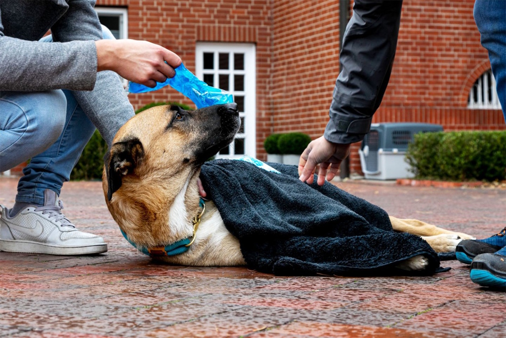 Mannheim – Erste Hilfe für Hund und Halter Kurs bei den Johannitern – /// MRN-News.de