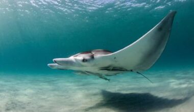 Junger weiblicher Mantarochen in den flachen Küstengewässern Südfloridas.