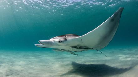Junger weiblicher Mantarochen in den flachen Küstengewässern Südfloridas.
