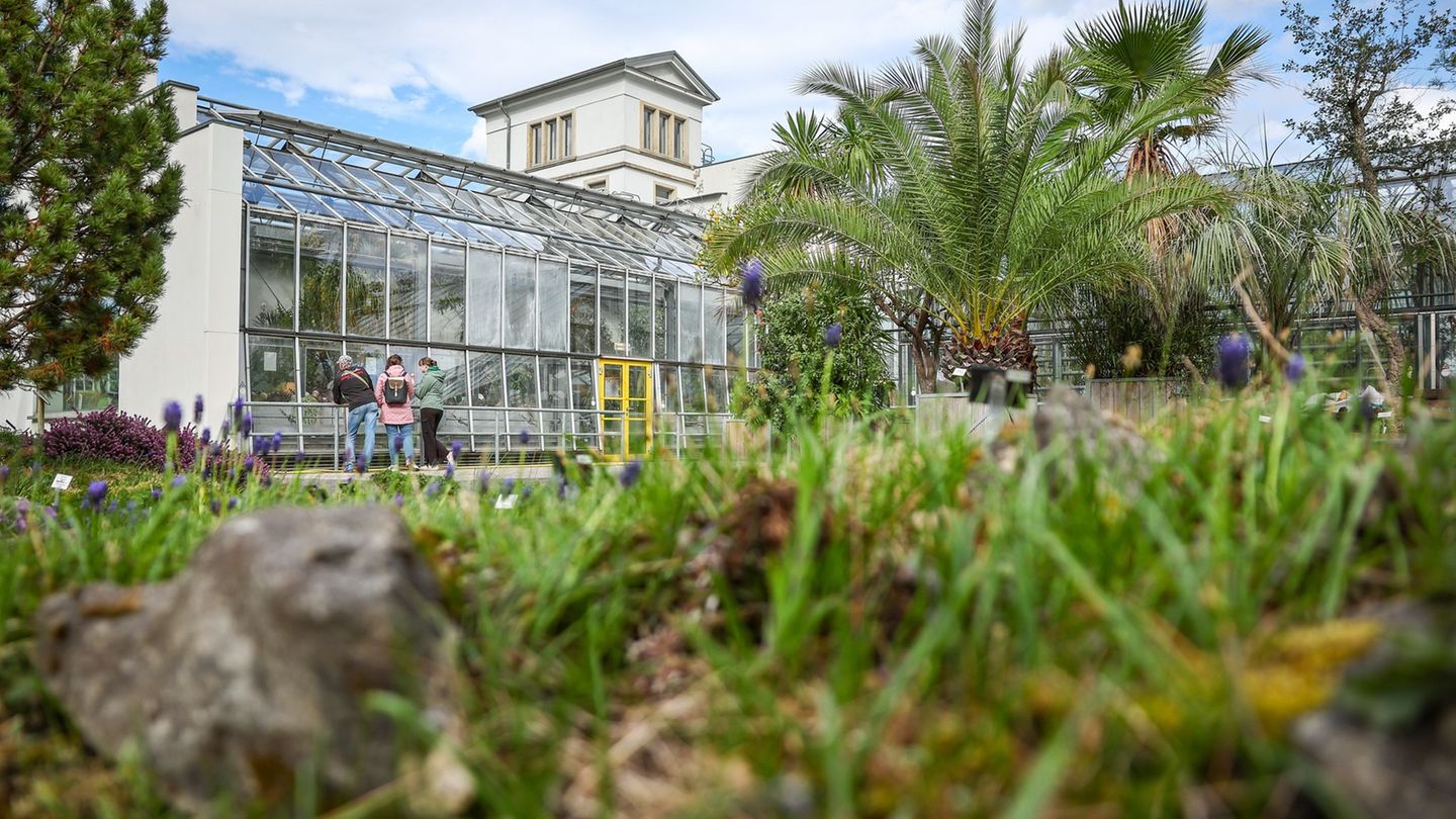Mehrere Pflanzen wurden im laufenden Jahr aus den botanischen Gärten in Chemnitz und Dresden gestohlen. Der letzte Diebstahl im