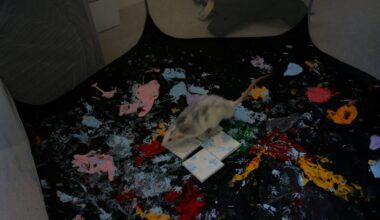 Ratten entwerfen Kunst für hunderte Euro | Leben & Wissen