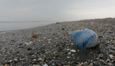 Frankreich sperrt Strände nach Sichtung der giftigen "Kriegsqualle"