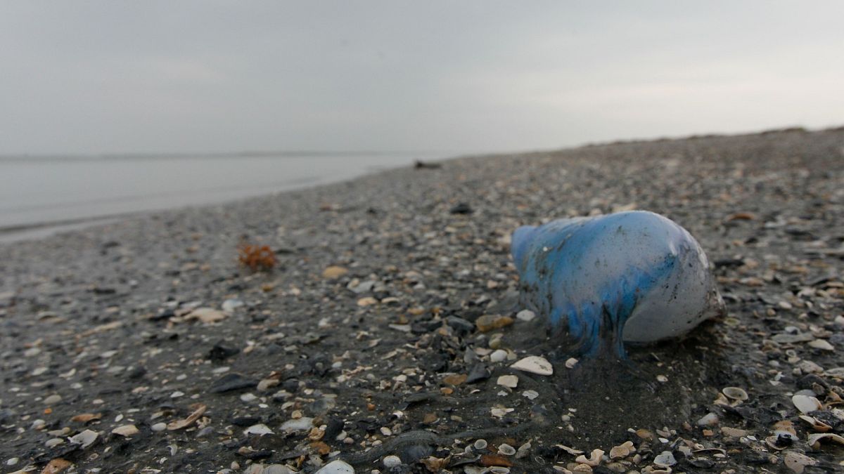 Frankreich sperrt Strände nach Sichtung der giftigen "Kriegsqualle"