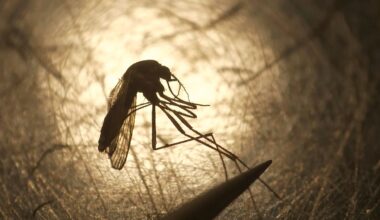 Höhepunkt steht noch bevor: Rekordzahlen bei West-Nil-Virus-Infektionen in Italien