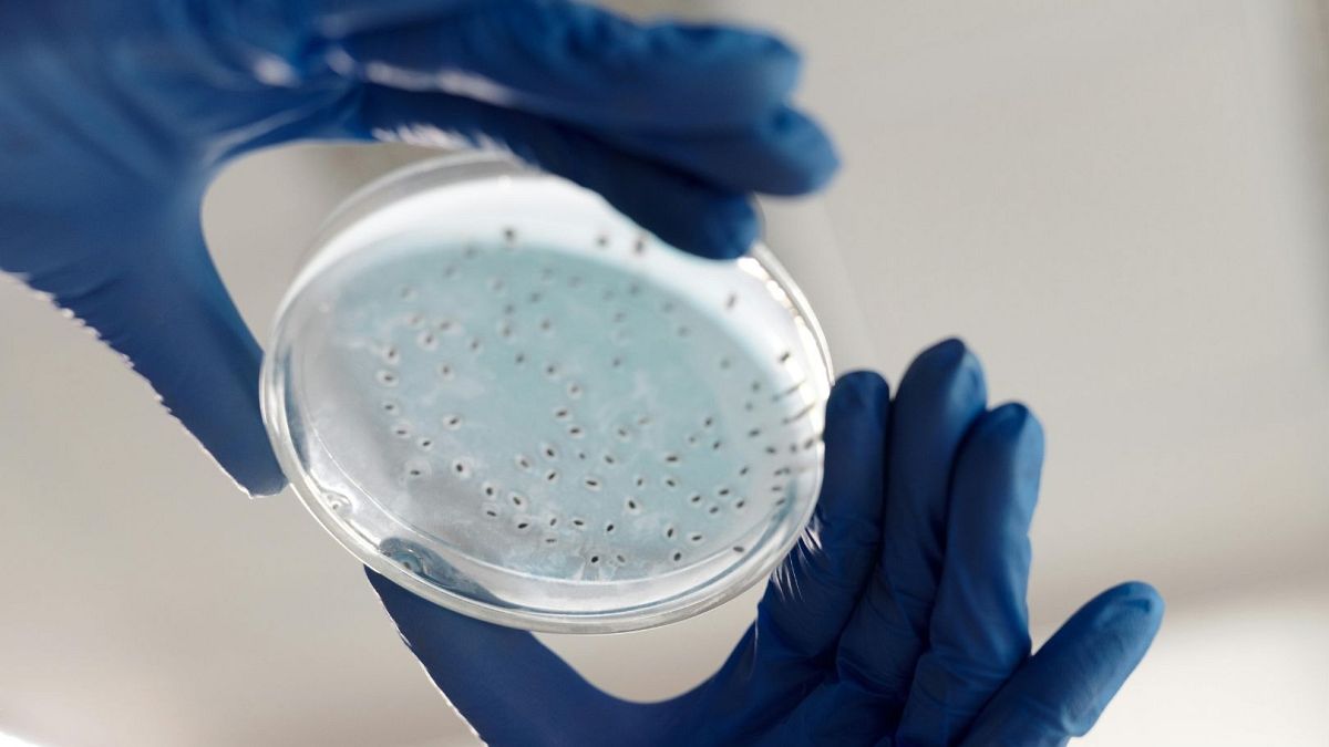 Neue Medikamente dank KI: Wissenschaftler entwickeln Antibiotika gegen Gonorrhoe und MRSA
