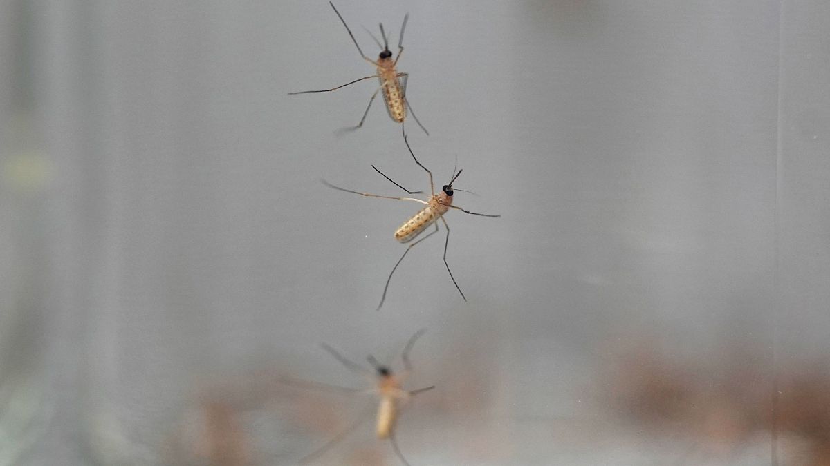 West-Nil-Virus, Denguefieber: In welchen EU-Ländern grassieren Tropenkrankheiten? - Euronews.com