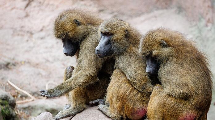 Der Tiergarten hat nun seine Pläne in die Tat umgesetzt - obwohl Tierschutz- und Tierrechtsorganisationen diese scharf kritisiert hatten. (Archivbild)