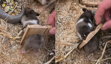 Hamster Josy steckt in der Klemme – Münchner Feuerwehr ist Retter in der Not