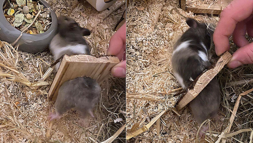 Hamster Josy steckt in der Klemme – Münchner Feuerwehr ist Retter in der Not