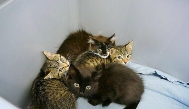 Kittenschwemme in München: So sehr leiden die Babykatzen – gerade jetzt im Sommer