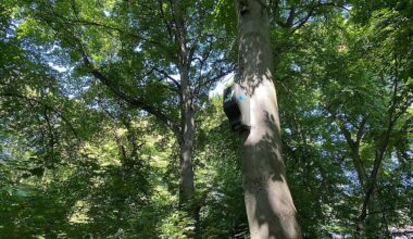 Fledermauspark in München: Ein einzigartiges Liebesnest für Flattertiere