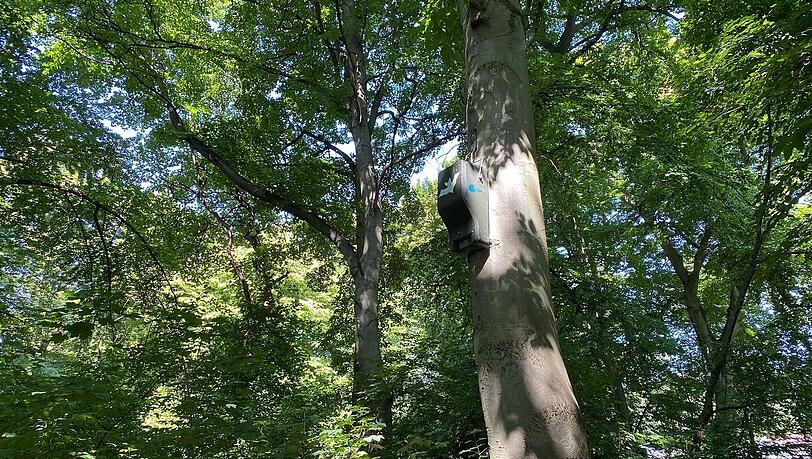Fledermauspark in München: Ein einzigartiges Liebesnest für Flattertiere