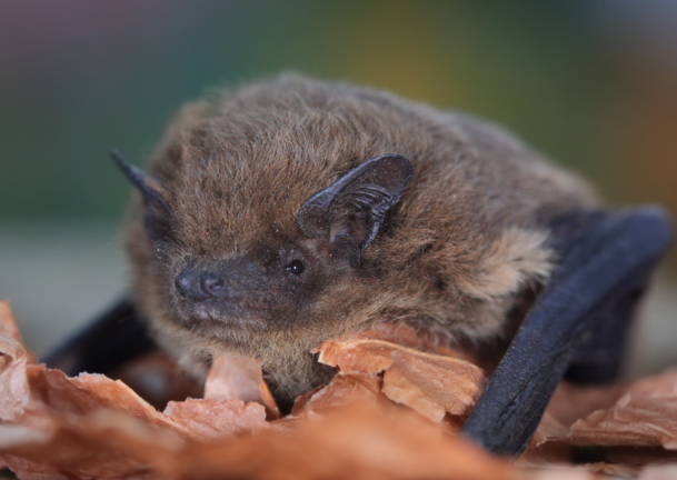 Eine Zwergfledermaus ist so winzig, dass sie in eine Streichholzschachtel passen würde.