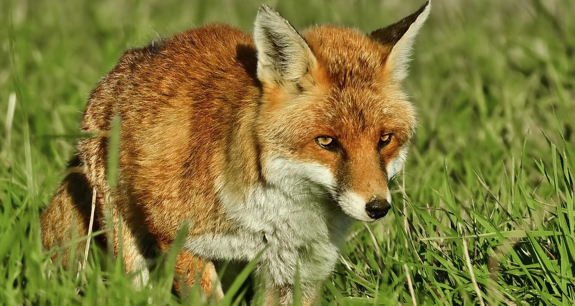 Tierschützer kritisieren Jagdhundeausbildung in Augustusburg
