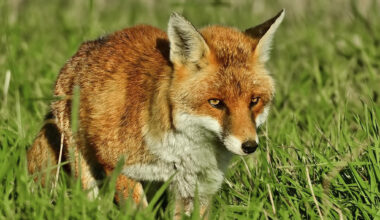 Tierschützer kritisieren Jagdhundeausbildung in Augustusburg